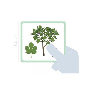 Imagier des arbres