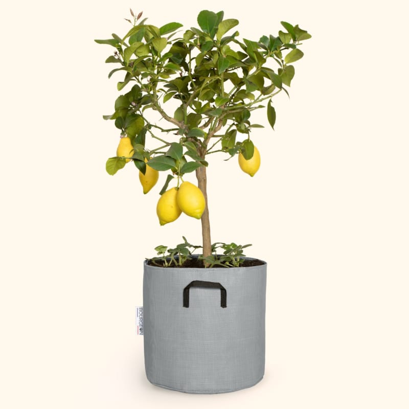 Bourgeon - Pot en géotextile respirant gris - 30cm