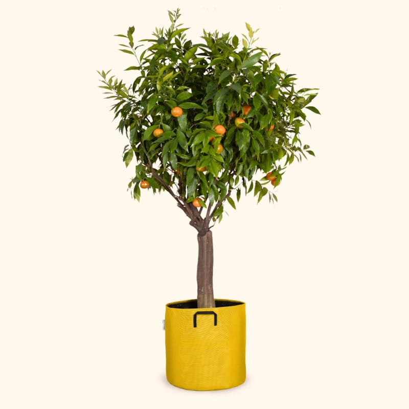 Bourgeon - Pot en géotextile respirant jaune - 40cm