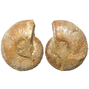 Petite ammonite fossile sciée
