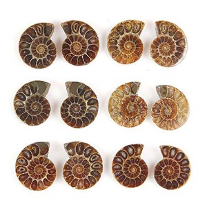 Petite ammonite fossile sciée