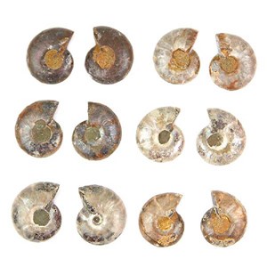 Petite ammonite fossile sciée