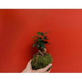Kokédama ficus ginseng- kit diy
