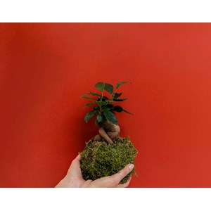 Kokédama ficus ginseng- kit diy