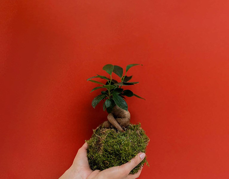 Kokédama ficus ginseng- kit diy