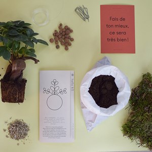 Kokédama ficus ginseng- kit diy