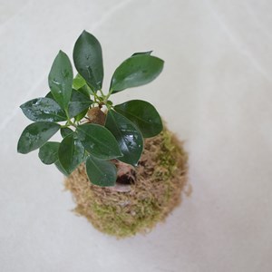 Kokédama ficus ginseng- kit diy