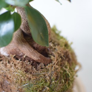 Kokédama ficus ginseng- kit diy