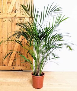 Palmier areca 120 cm d21