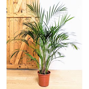 Palmier areca 120 cm d21
