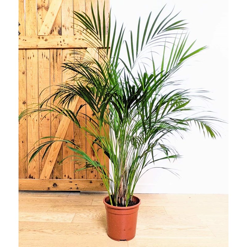 Palmier areca 120 cm d21