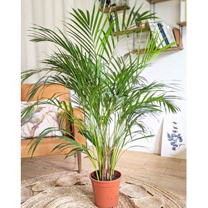 Palmier areca 120 cm d21
