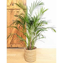 Palmier areca 120 cm + cache-pot