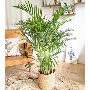Palmier areca 120 cm + cache-pot