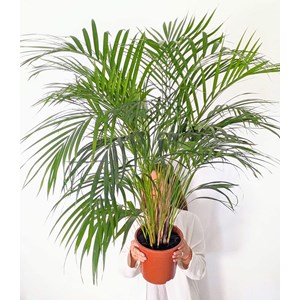 Palmier areca 120 cm + cache-pot