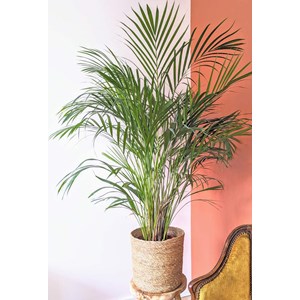 Palmier areca 120 cm + cache-pot