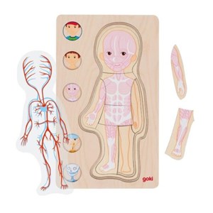 Puzzle à couches - le corps humain