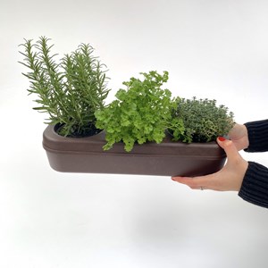 Potager d'intérieur bio - 3 pestos