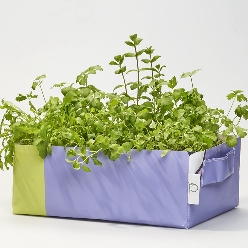 The Urban Permaculture - Kit potager urbain - mesclun