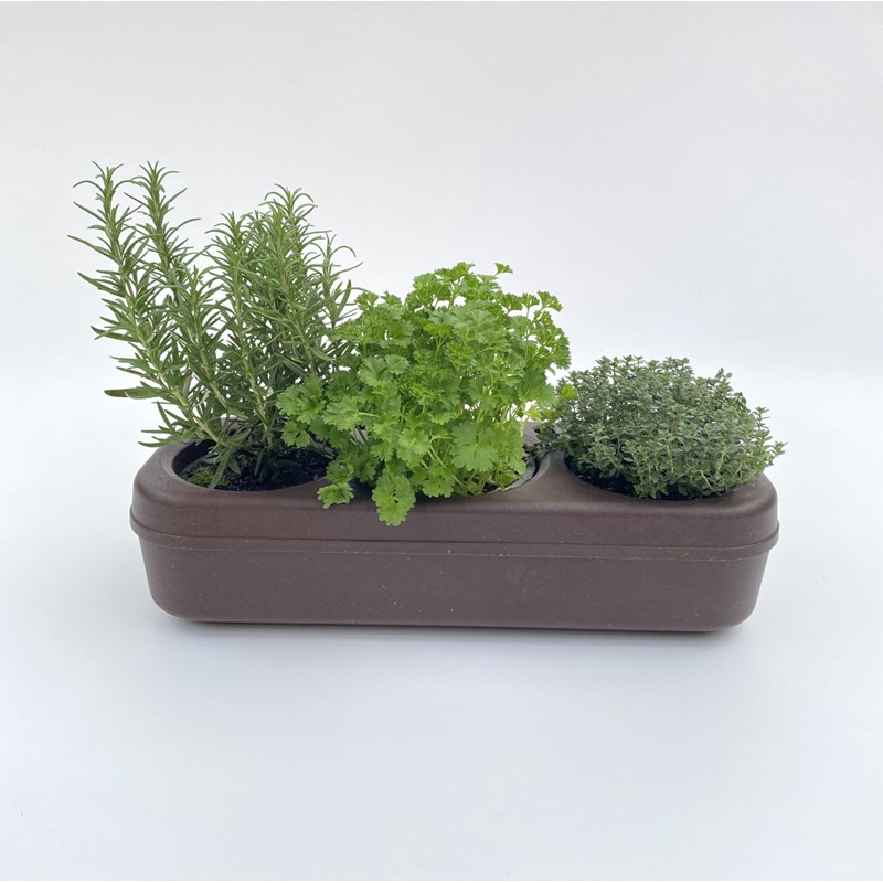 The Urban Permaculture - Kit potager prêt à planter - 3 basilics