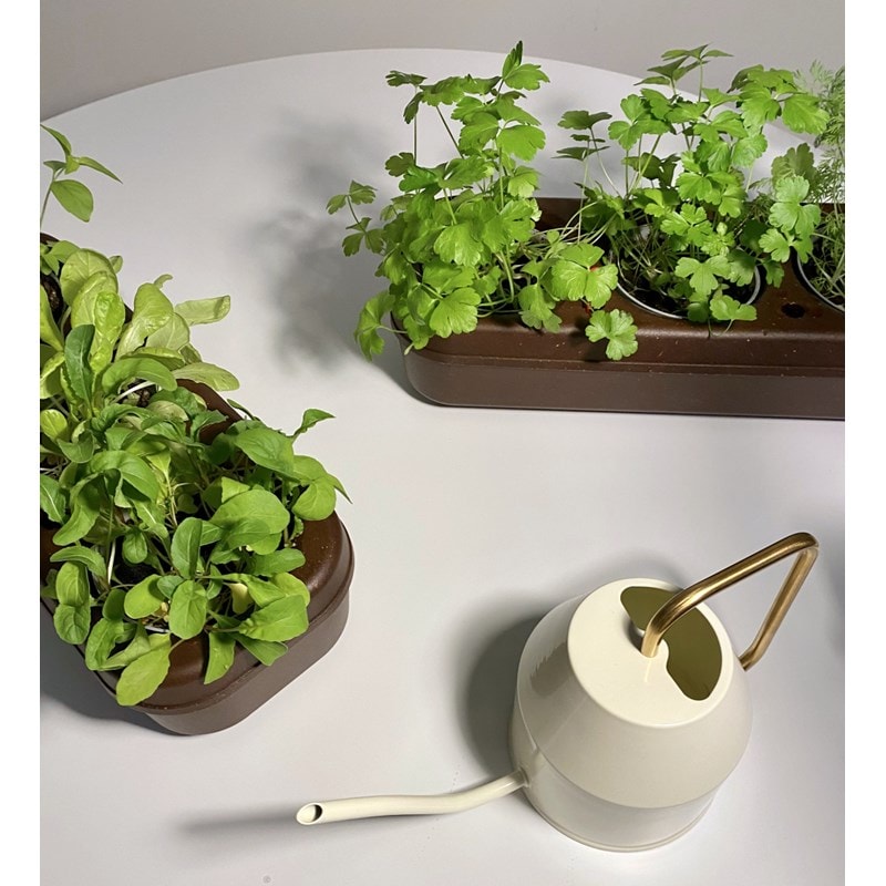 Kit plantes aromatiques pour balcon ou jardin : Greenastic