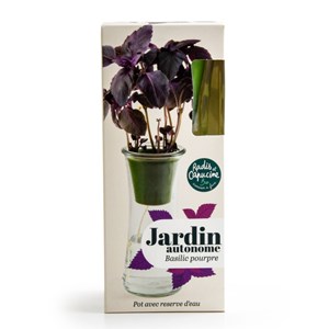 Jardin autonome : basilic pourpre - bio