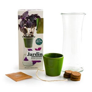 Jardin autonome : basilic pourpre - bio