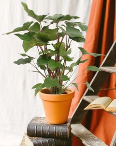 Homalomena maggy