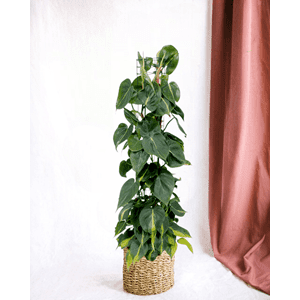 Philodendron brasil