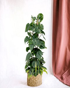 Philodendron brasil