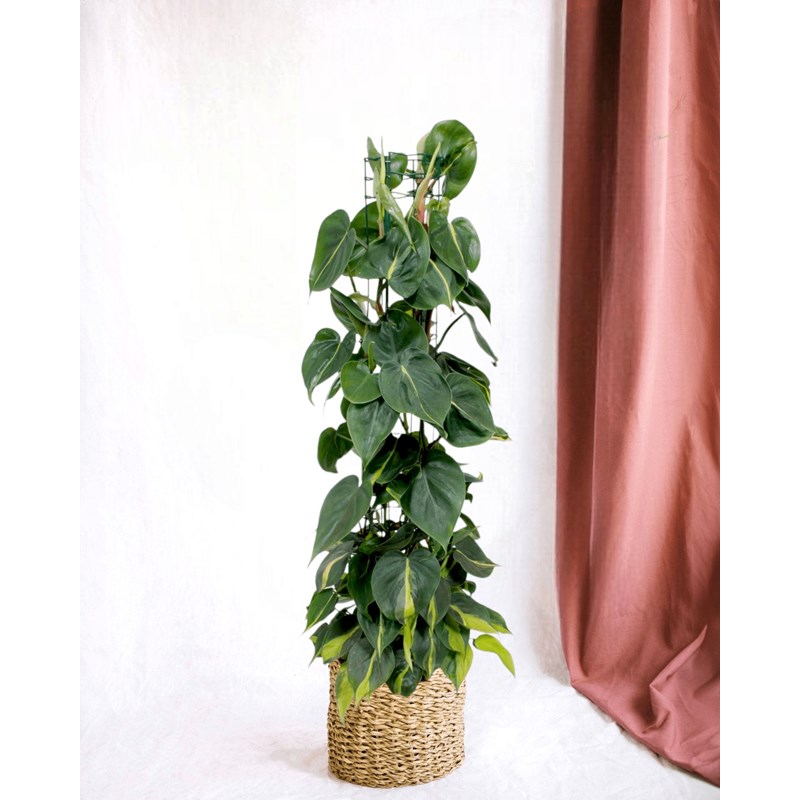 Philodendron brasil
