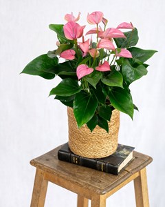 Anthurium rose poudré