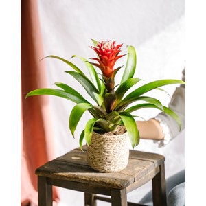 Bromelia hope 43cm - plante d'intérieur