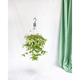 Misère tradescantia yellow hill