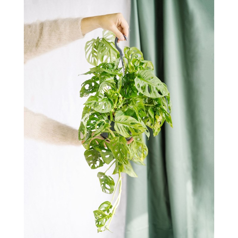 Monstera monkey leaf