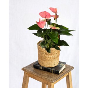 Anthurium pêche rosée