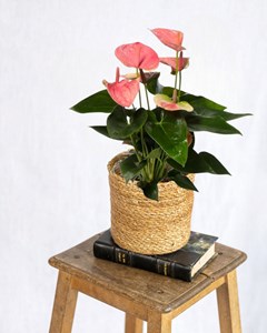 Anthurium pêche rosée