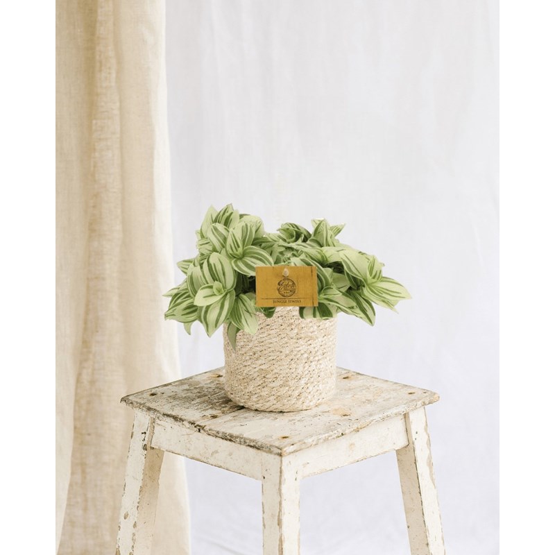 Misère tradescantia brightness