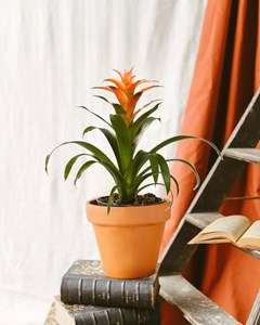 Bromelia melissa