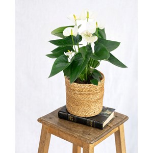 Anthurium blanc