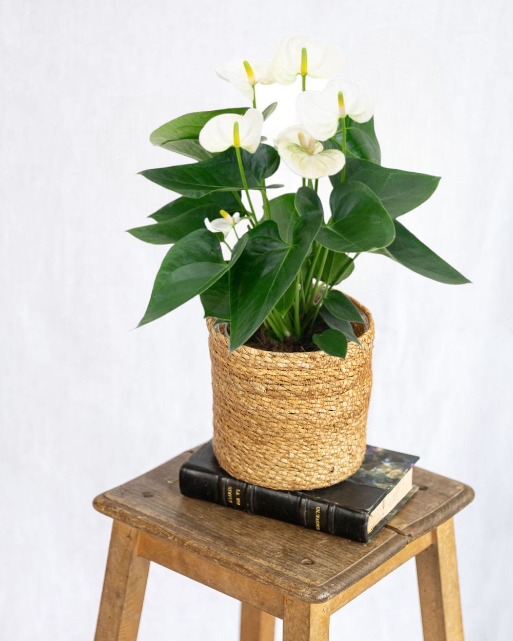 anthurium andreanum black Anthurium main image 0