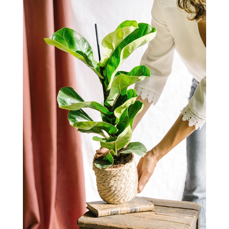 Ficus lyrata bambino