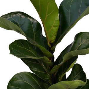 Ficus lyrata bambino