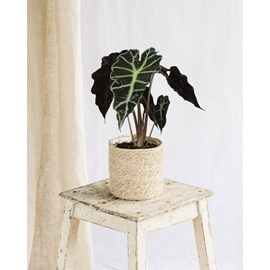 Alocasia polly