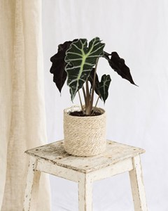 Alocasia polly