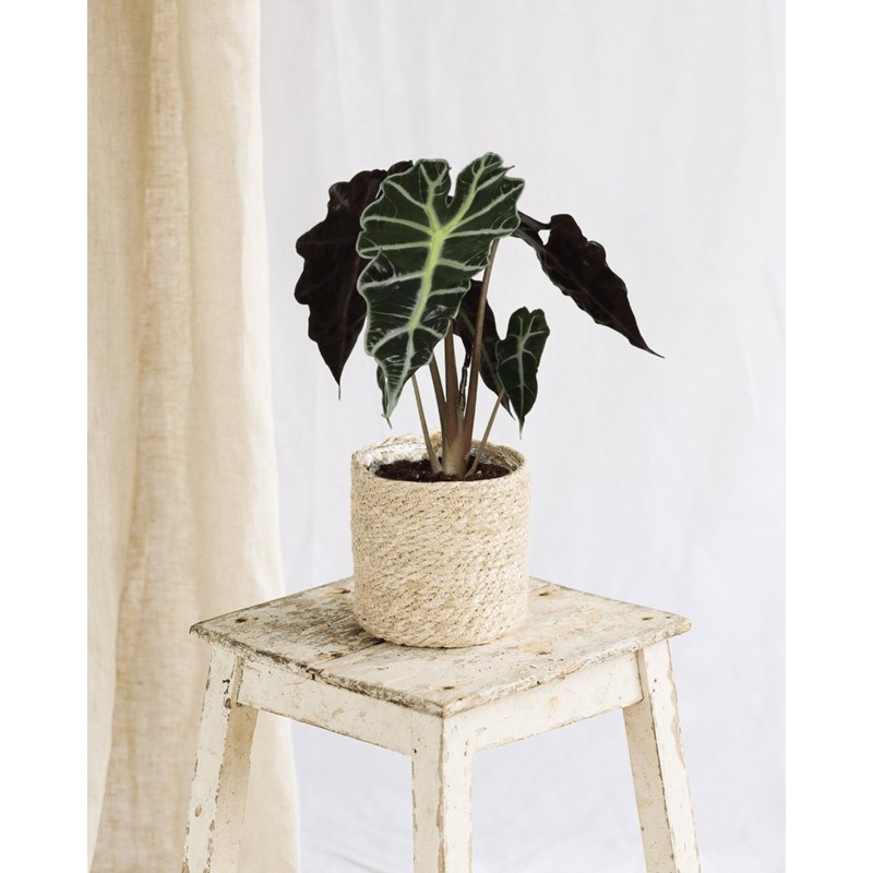 Alocasia polly