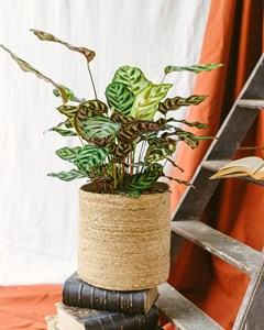 Calathea makoyana