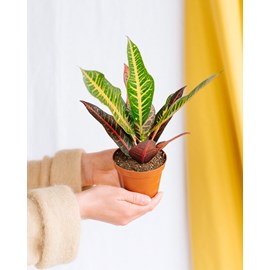 Croton nervia 25cm - plante d'intérieur
