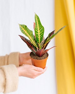 Croton nervia 25cm - plante d'intérieur