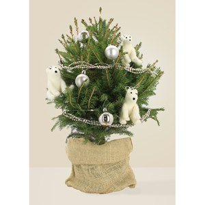 Hubert - sapin : 60 à 70cm